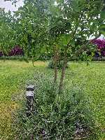 B&B Elios a Badino - Terracina